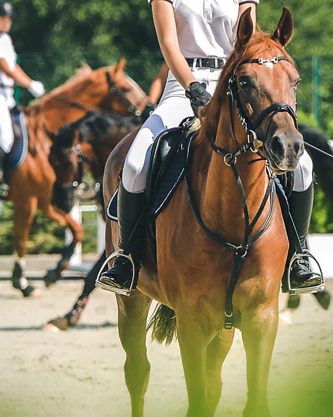 Close up of brown horse with woman wearing white riding gear on horseback