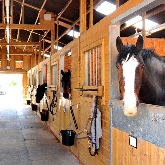 Horses looking out from their wooden stables and looking at camera